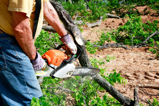 Trusted Wheelersburg, OH Tree Service Experts